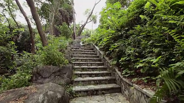 热带雨林公园，广东，中国;替身;视频素材