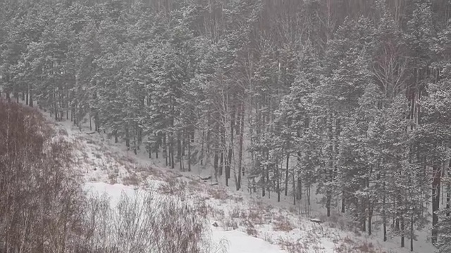 冬天冰雪覆盖的森林视频素材