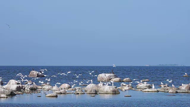 岩石沙滩，黑色的鸬鹚，夏日清晨的海鸥。鸟类、海岸、海边自然环境。在波罗的海，爱沙尼亚，欧洲海岸的珊瑚珊瑚。视频下载