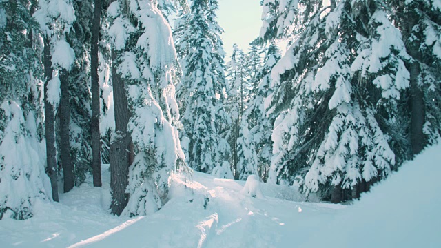 男徒步者与红色夹克雪鞋穿过雪域冬季森林景观视频素材