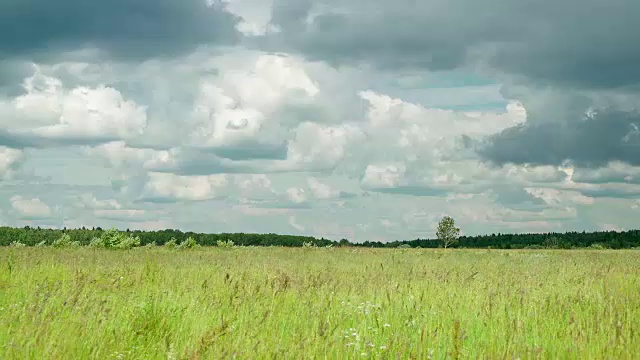 野草地上的草在森林背景和孤独站立的桦树下随风摇曳，乌云在雨前迅速掠过天空，美丽的开花夏日草地在多雨的夏日。季节概念，生态学视频素材