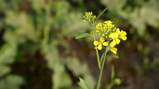 芥花视频素材