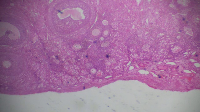 显微镜下的卵巢横切面视频素材