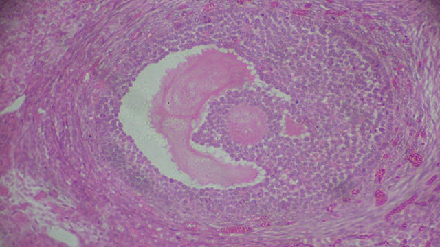 显微镜下的卵巢横切面视频素材