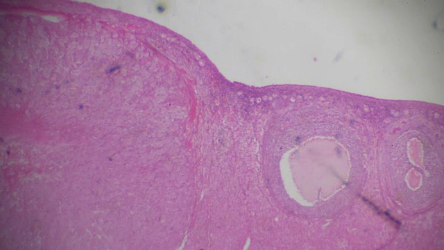 显微镜下的卵巢横切面视频素材
