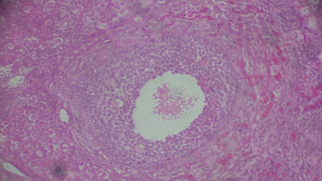 显微镜下的卵巢横切面视频素材