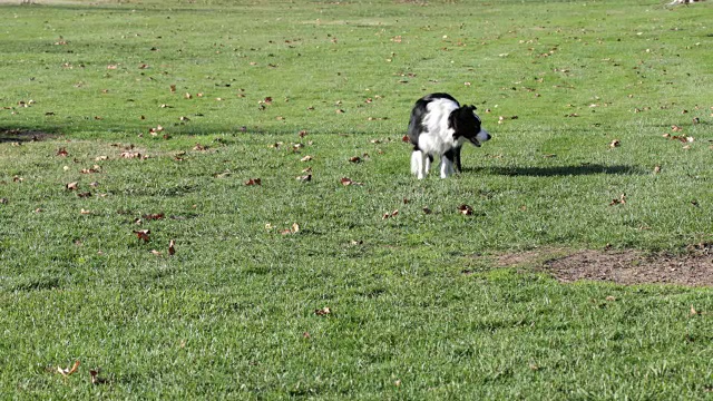 博德牧羊犬站着，走向摄像机视频下载