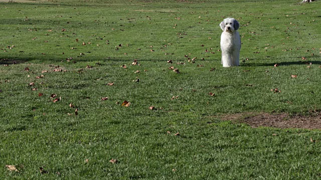 老英国牧羊犬站着，跑向照相机视频下载