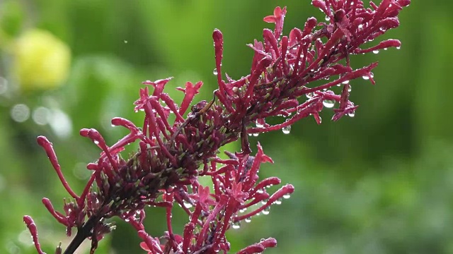 淡紫色、紫罗兰色的佛花、夏季丁香、蝴蝶花或橙眼花视频素材