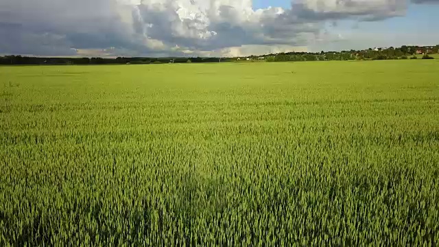 无人机沿着绿色的麦穗田野飞到夏日阳光明媚的日子，映衬着蓝天和白云。视频素材