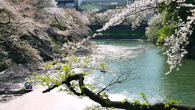 花见的樱花视频素材