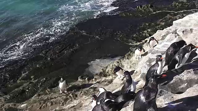 福克兰群岛，桑德斯岛，跳岩企鹅离开海洋后爬上悬崖走向繁殖地视频素材