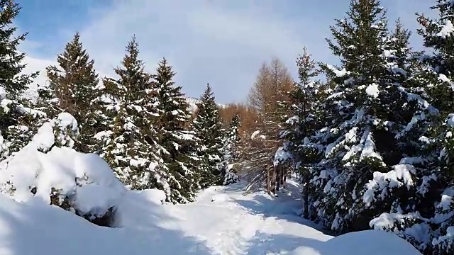 雪后的松树上覆盖着雪花视频素材