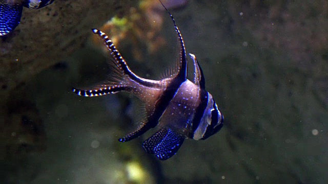 Banggai Cardinal Fish, Pterapogon kauderni，实时4K视频素材