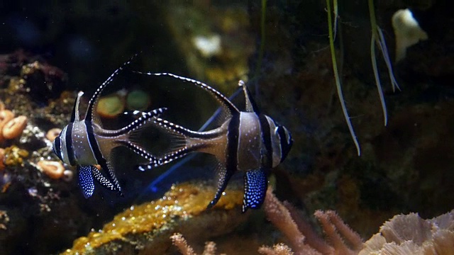 Banggai Cardinal Fish, Pterapogon kauderni，实时4K视频素材