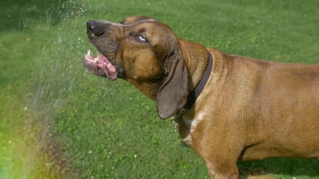 大型猎浣熊犬在慢动作中从软管中饮水视频素材