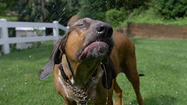 大型猎浣熊犬在慢动作中从软管中饮水视频素材