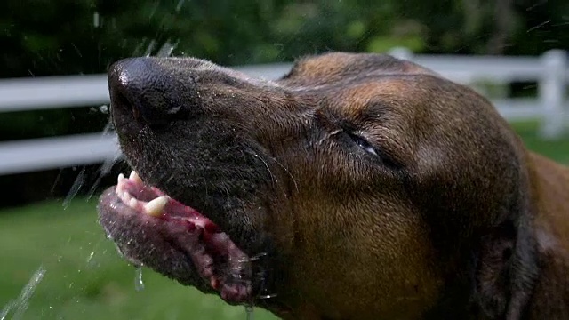 大型猎浣熊犬在慢动作中从软管中饮水视频素材