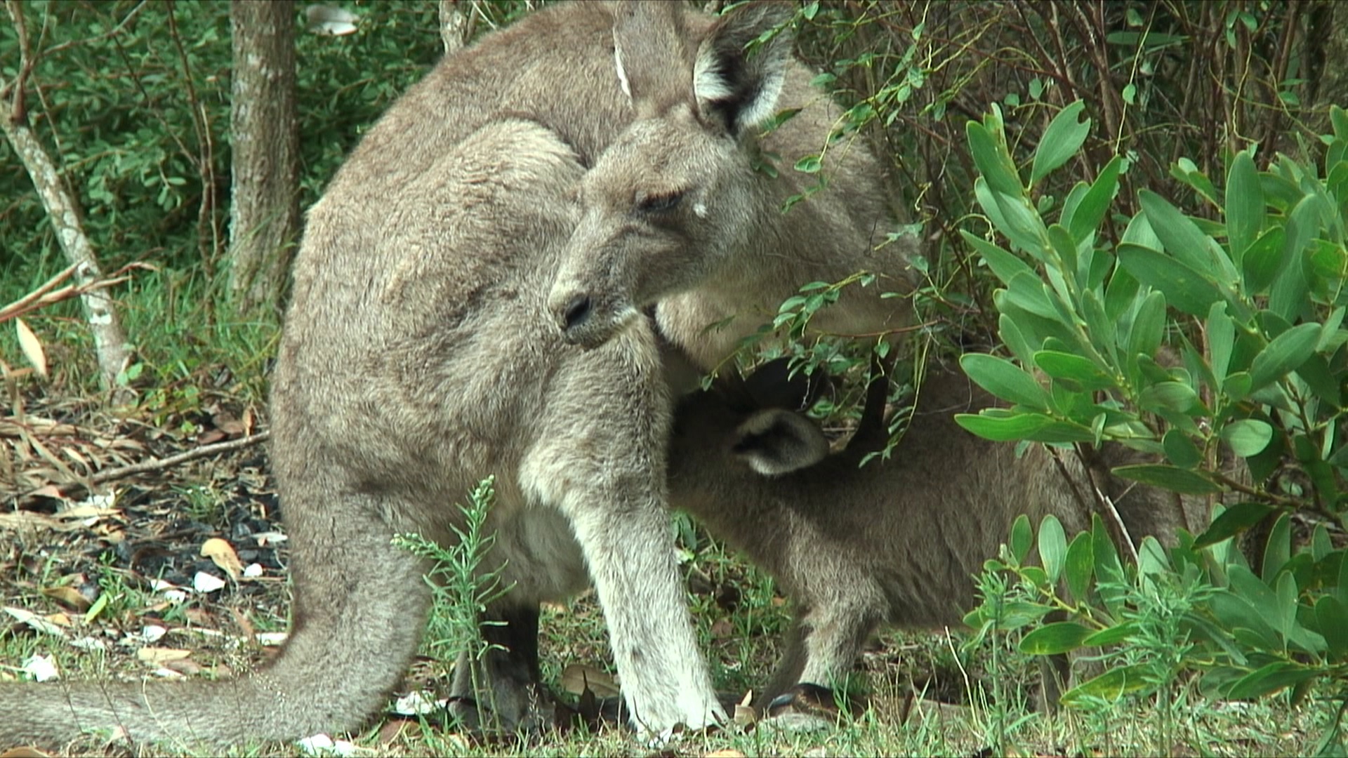 澳大利亚新南威尔士州，Forster-Tuncurry，小灰袋鼠在灌木丛中吃母乳视频素材