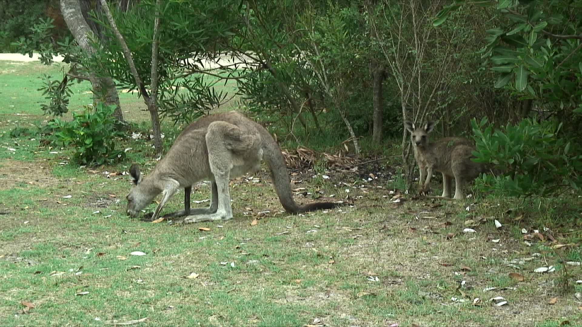 MS ZI年轻的灰袋鼠和它的母亲在灌木丛中吃草，福斯特- tuncurry，澳大利亚新南威尔士州视频素材