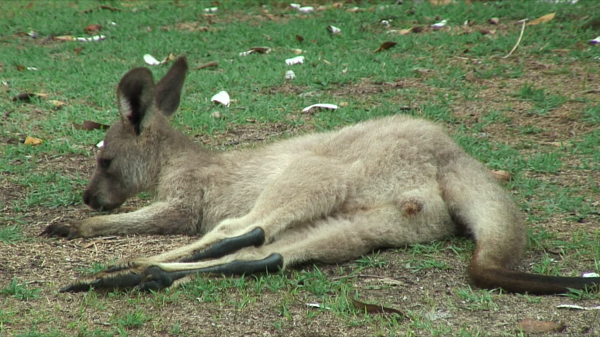 灰色袋鼠躺在草地上，福斯特- tuncurry，新南威尔士州，澳大利亚视频素材