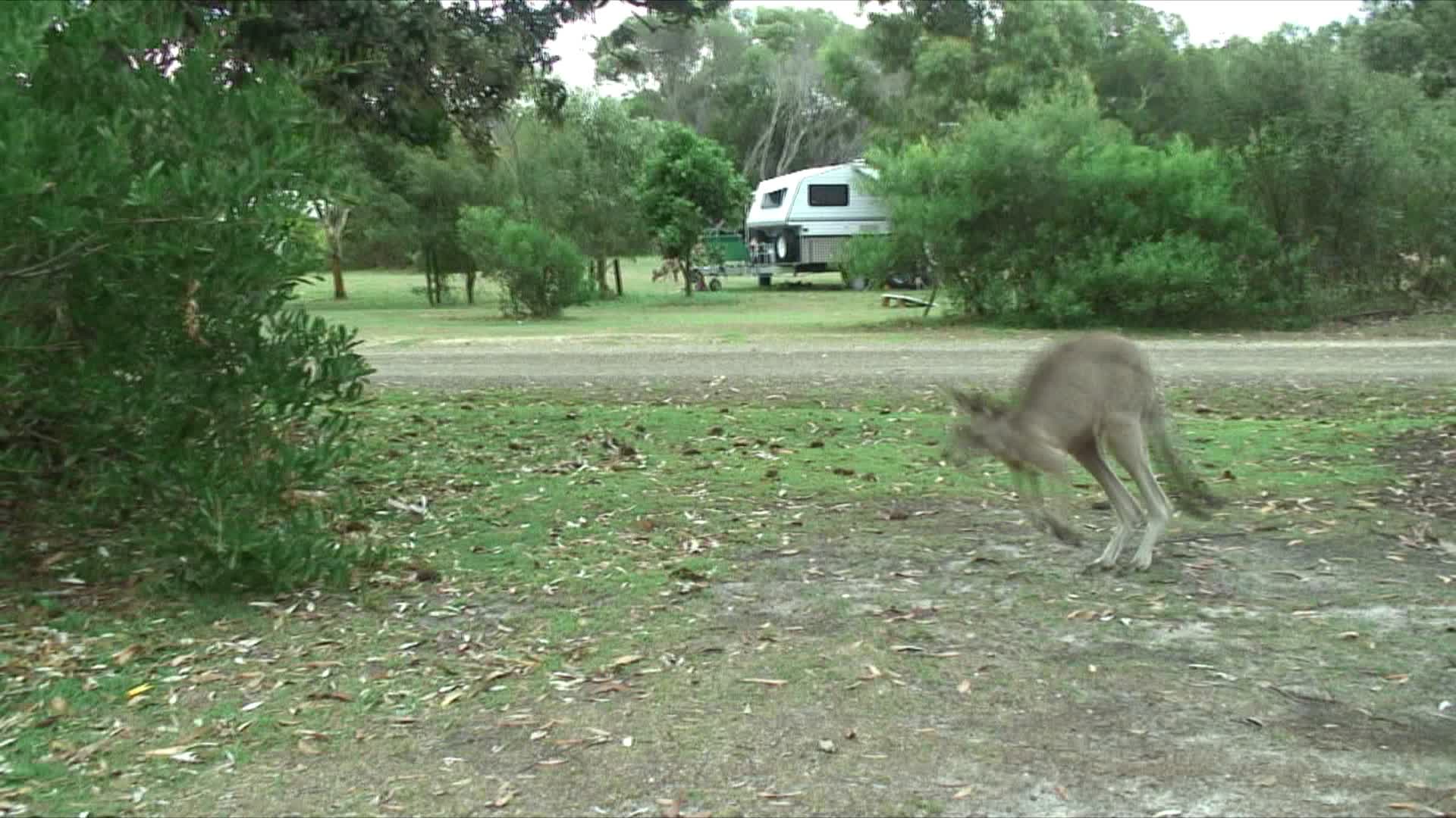 灰袋鼠和其他袋鼠在草地上跳跃和吃草，福斯特- tuncurry，澳大利亚新南威尔斯州视频素材