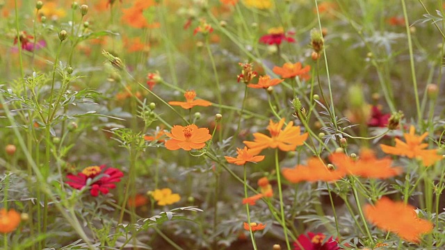 硫宇宙或黄色和橙色宇宙花蜿蜒在花园里视频素材