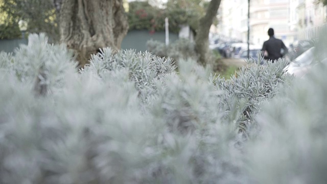 植物叶子自然视频素材