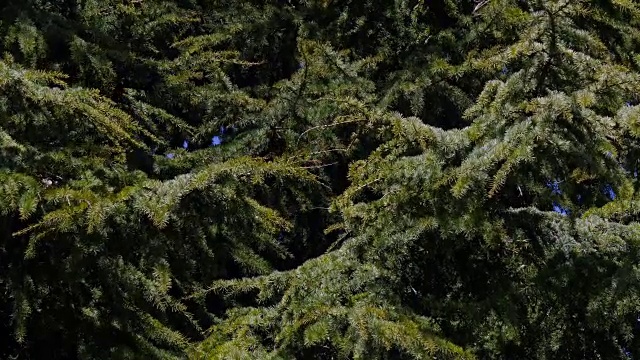 黎巴嫩雪松，雪松sp.，诺曼底，实时4K视频素材