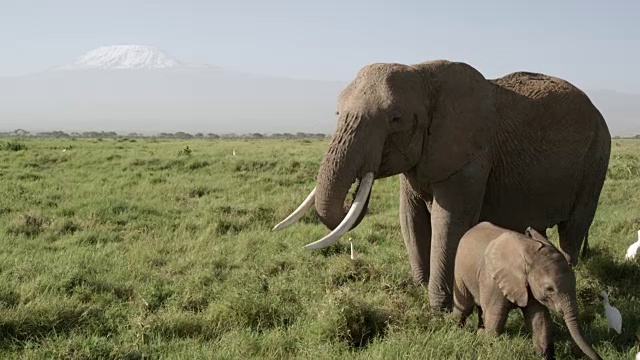 非洲象(Loxodonta africana)和婴儿在草原上吃草，肯尼亚视频素材