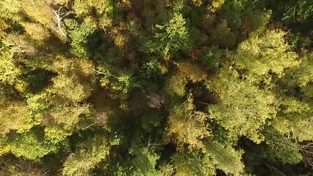 美丽的秋天森林鸟瞰图视频素材