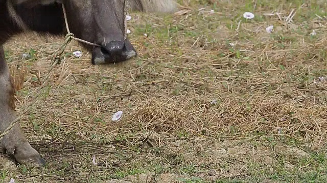 在郁郁葱葱的田野里，水牛大口咀嚼着青草。视频素材