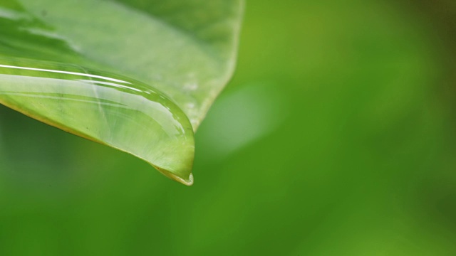 水雨滴与新鲜的绿叶为自然背景，近距离露珠从树叶上落下，4K Dci分辨率视频素材