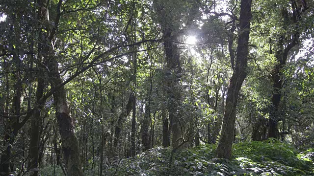 4k倾斜向下拍摄阳光穿过森林。视频素材