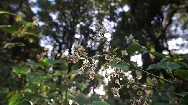 4k封锁阳光穿过森林和花朵视频素材