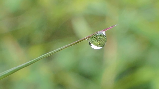 水滴在草地上。视频素材