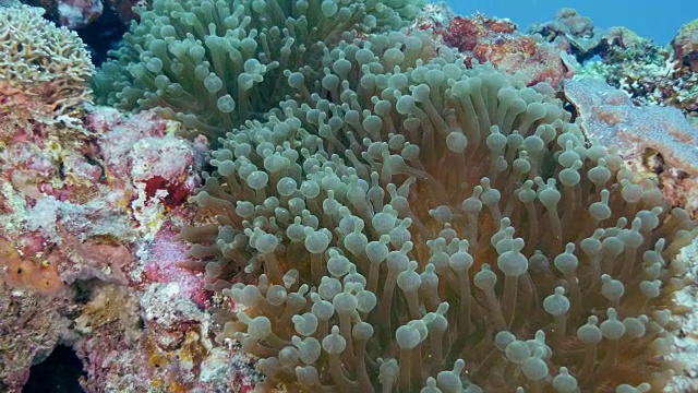 海葵鱼在它们的海葵里视频素材