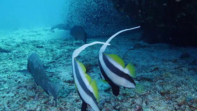 彭南特coralfish视频素材