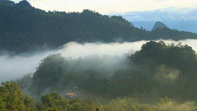 雨林中的薄雾视频素材