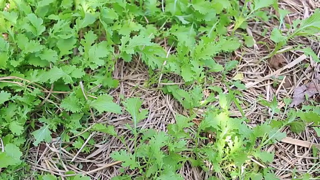 菜园里的青菜幼苗。视频素材