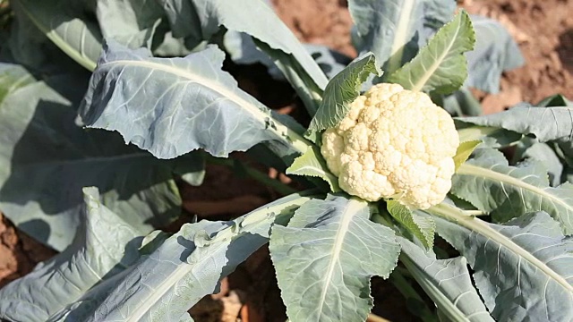 菜园子里的卷心菜开花了。视频素材