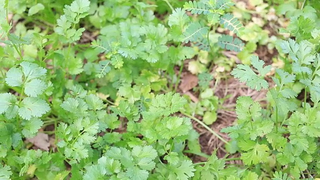 菜园里的绿色香菜。视频素材