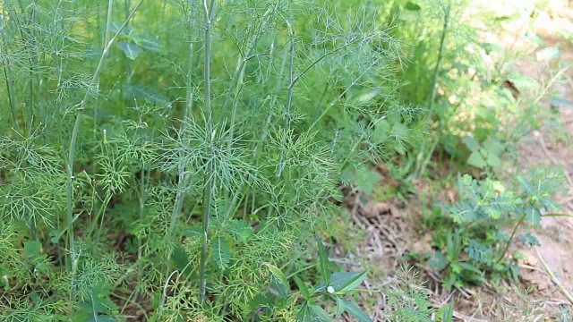 在菜园里放些绿色的当地香菜或莳萝。视频素材