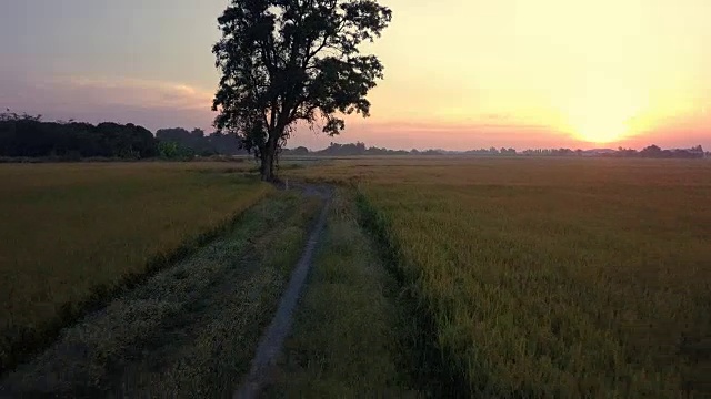 无人机鸟瞰图通过沿着两条稻田旁边的小径的大树视频素材