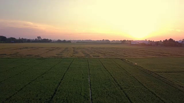 无人机鸟瞰图通过沿着两条稻田旁边的小径的大树视频素材