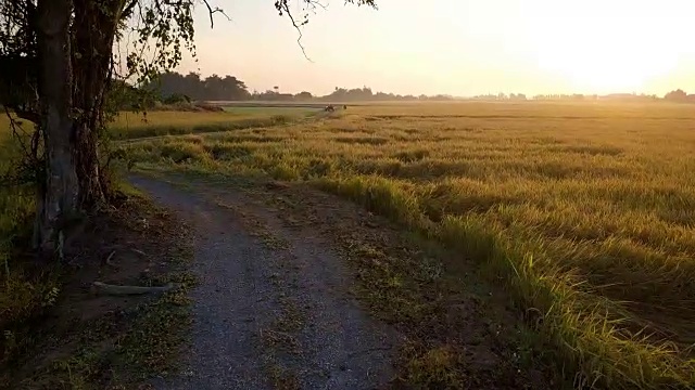 无人机沿两条稻田旁的小径鸟瞰，停在一棵大树前视频素材