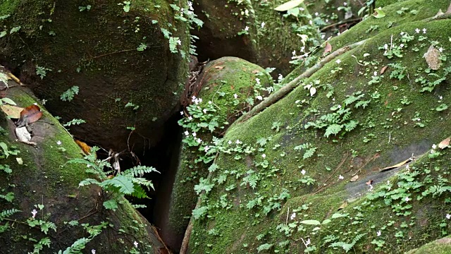 特写蕨类植物视频素材