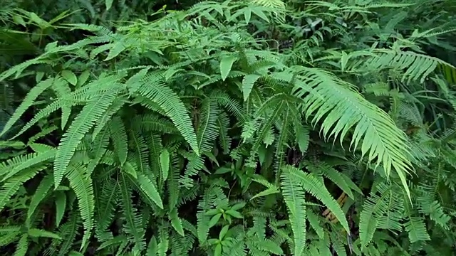 热带雨林-绿色蕨类向上倾斜视频素材