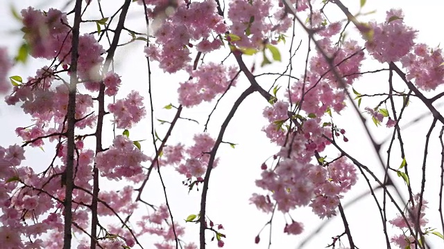 日本樱花视频素材