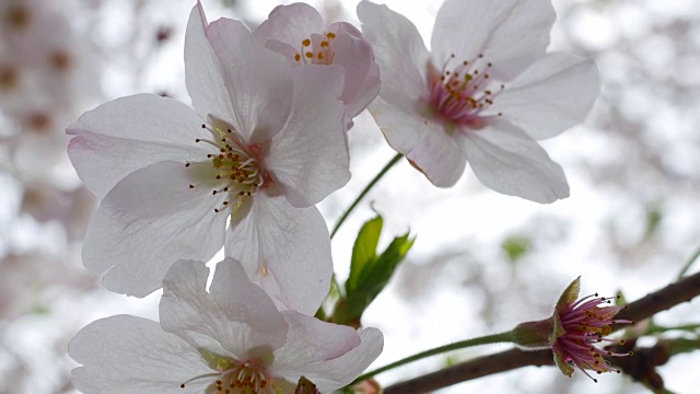 日本樱花视频素材